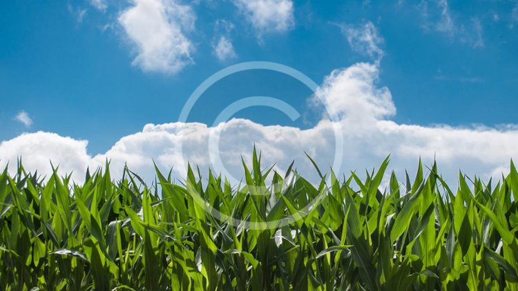 corn-blue-sky-4.jpg